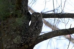 005 Owl, Barred, 2023-05070067 Ipswitch river Wildlife Sanctuary,  MA